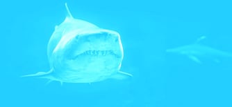 Great white shark gliding lazily beneath the ocean, symbolising malware threats to mobile banking apps