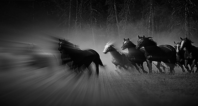 Horses galloping across a field, rendered in black and white representing the speed and reliability of remote electronic signature services